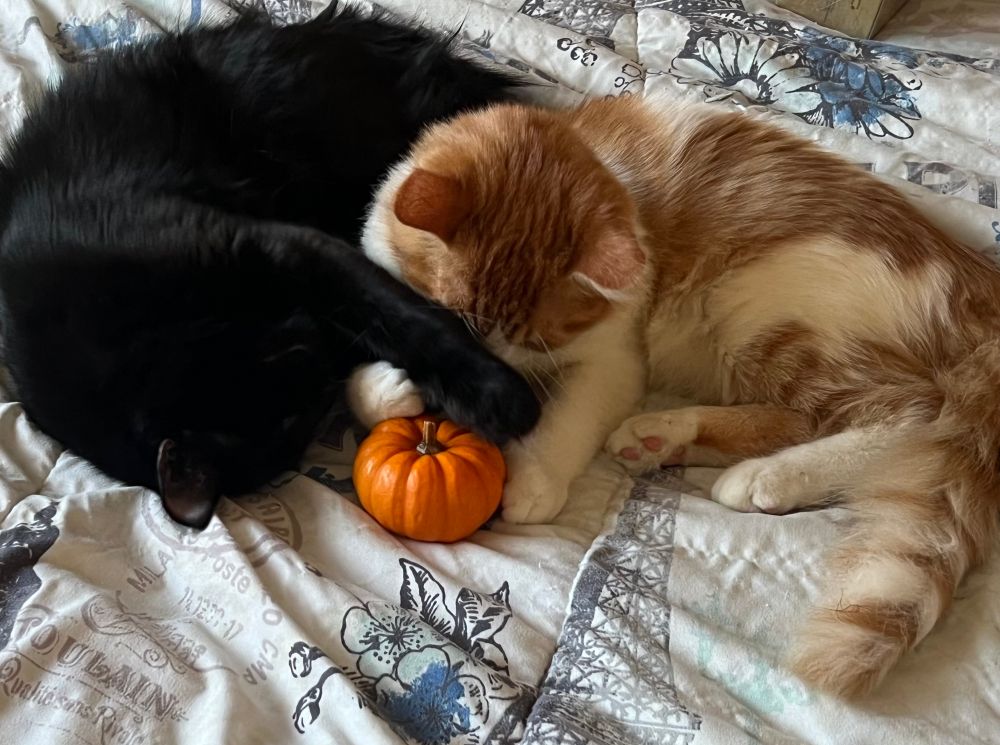Azi and Thanos playing with a pumpkin