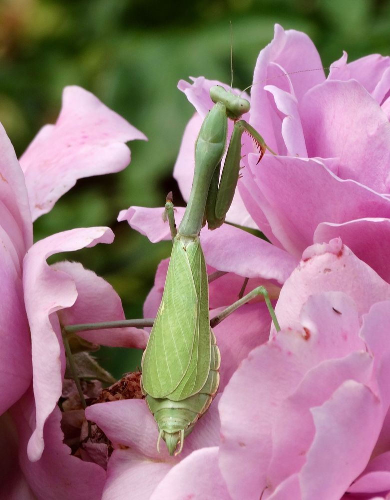A bright green female praying mantis standing in a clump of pinkish lavender roses.