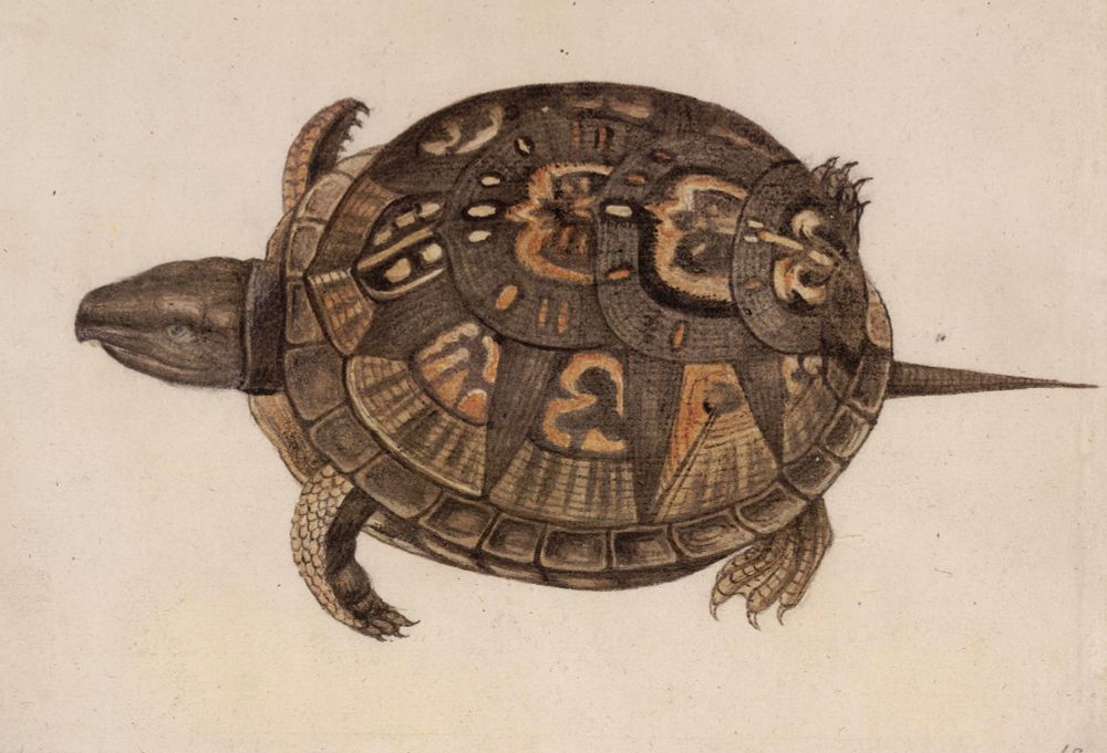 Watercolor over graphite of a Box Turtle with a patterned shell, 