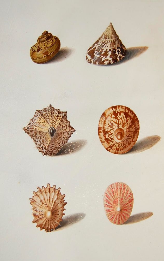 Watercolor on vellum. Six studies of shells, from an album of 79 drawings entitled 'Roberts's Drawings of Plants, Birds, Shells Vol.I'; includes four limpet-type shells seen from above.