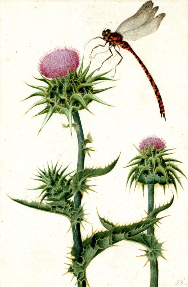 A watercolor of a thistle plant with magenta flowers, in the upper-right corner is a large reddish-orange and black dragonfly.