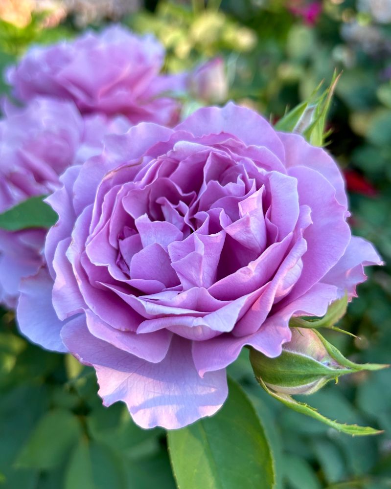 A photo of a pale lavender floribunda rose with more flowers behind it, the roses are surrounded by green foliage, this is a Love Song rose bush.