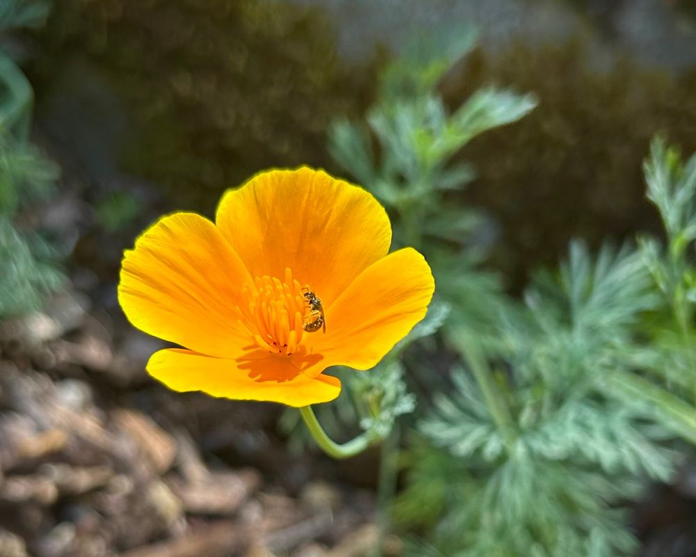 Photo of an orange California poppy with a native bee gathering pollen in its center, foliage is bluish green foliage and in the background is a granite boulder with green moss. 