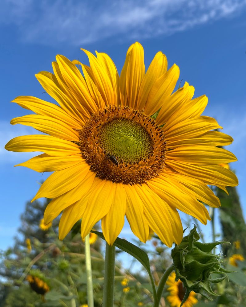 A large golden yellow sunflower against a blue sky, in the background is  different type of other sunflowers and a few trees, there is a wispy cloud at the very top. A bee has landed in the center of the flower.