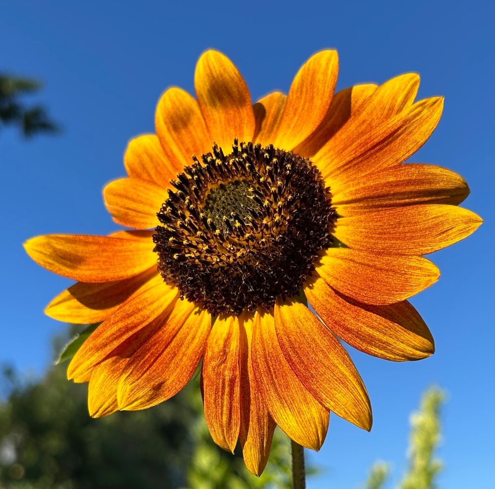 A photo of a single yellow and red sunflower with a dark brown center, the background is blue sky.