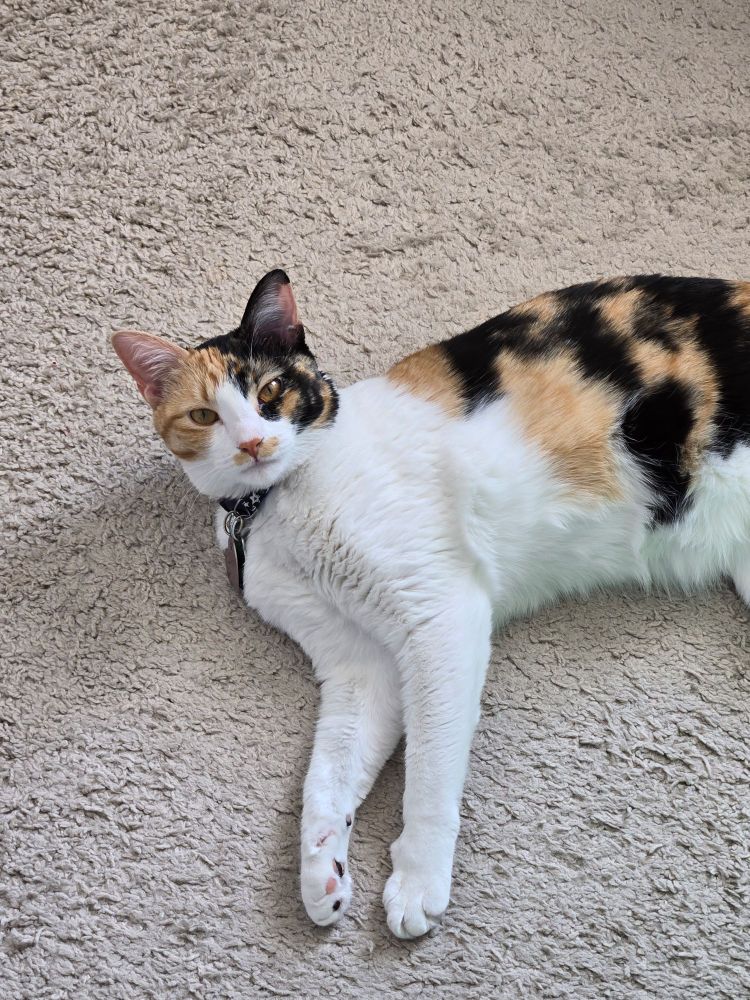 A cute calico cat laying on the floor and looking at the camera. She looks unamused. 