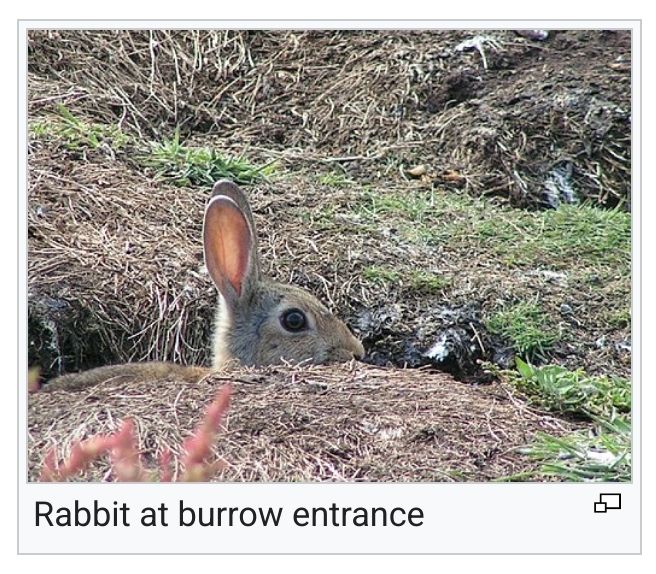 "Rabbit at burrow entrance" via wikipedia. The photo is a side-profile of a rabbit peeking over the edge of their burrow, only the top of the head visible.