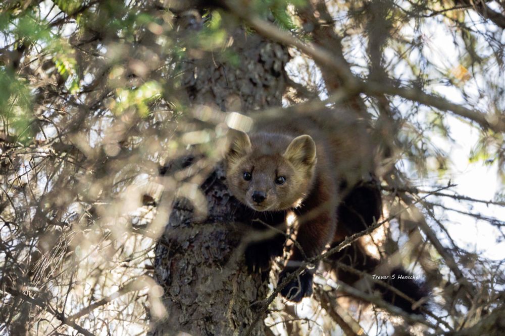 A Pine martin perched in a spruce tree looking towards the camera