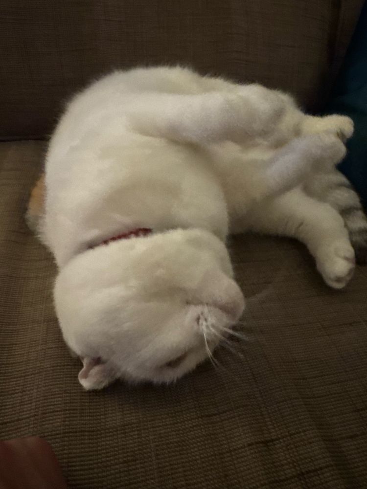 A soft fluffy white cat is rolling over on my couch. Wow she’s super soft 