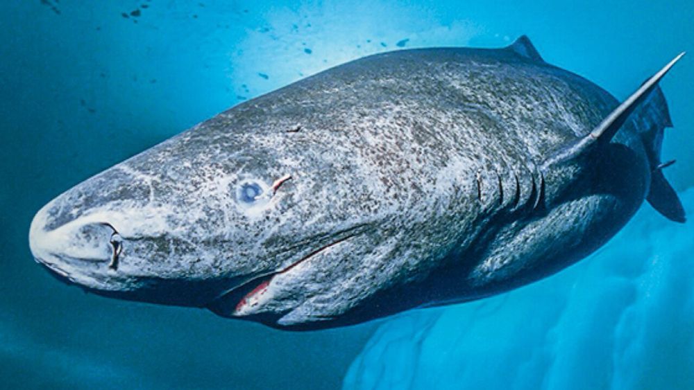 Katherine Rundell · Consider the Greenland Shark