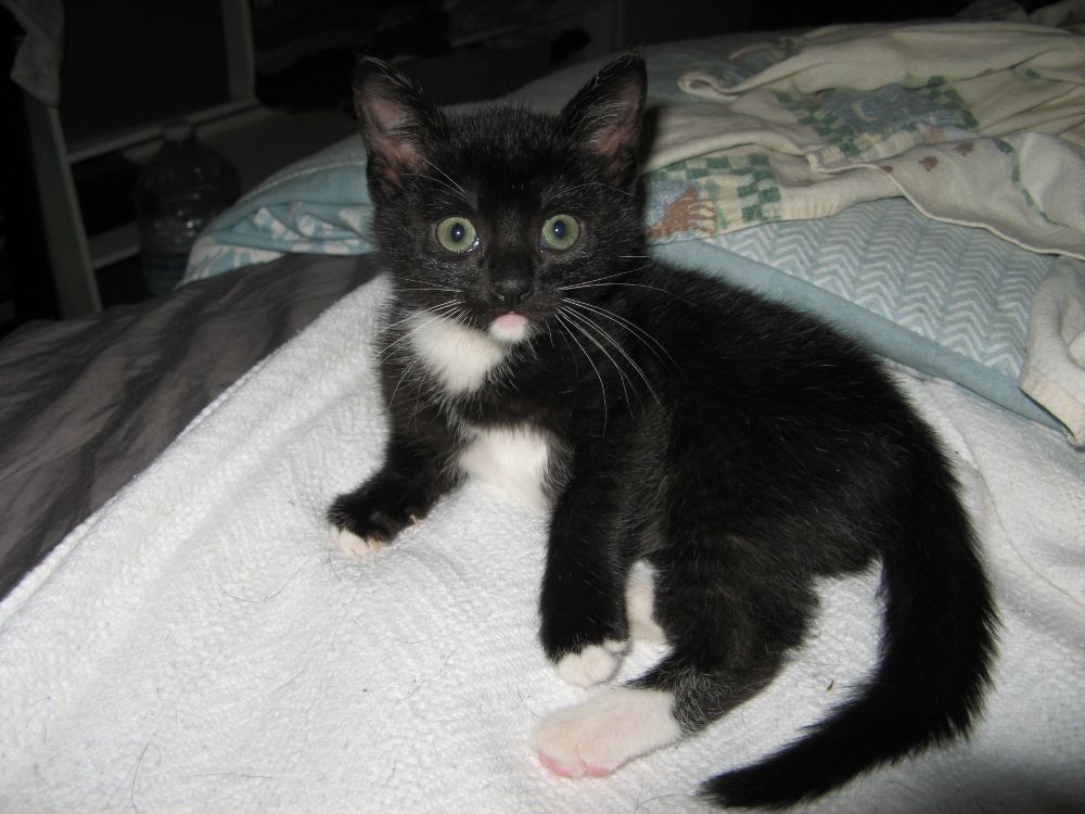 photo of a six week old tuxedo kitteh (whose name is daphnis) laying on a white blanket and looking directly at the camera.