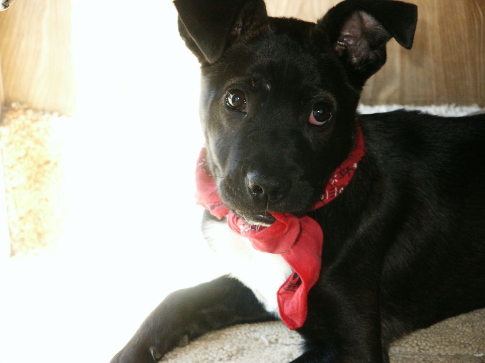 babby Chai bathed in sunlight a photo of a black pitbull puppy with a white chest and floppy ears. she has the edge of a red bandana she is wearing around her neck in her mouth