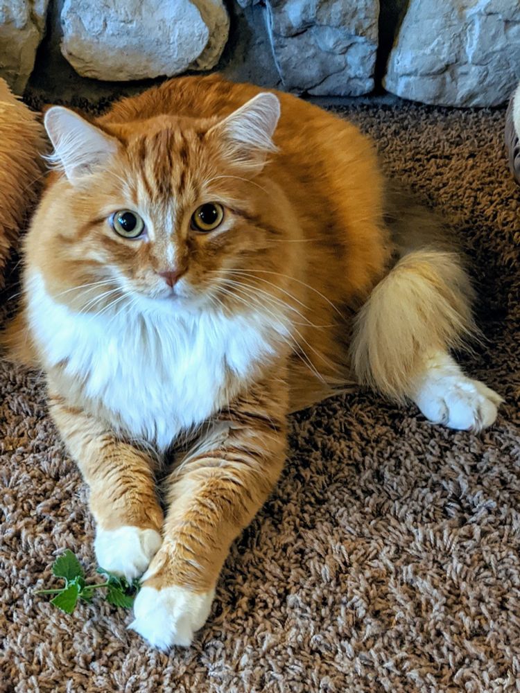 this is Endeavor. he is your classic orange. afraid of his own shadow, but not afraid of the dogs. his favorite thing in the world is to sit on the edge of the couch behind you and head butt you over and over. and over. his second favorite thing in the world is to demand you scritch his belleh. preferably until your hand falls off. he is also extremely handsome.