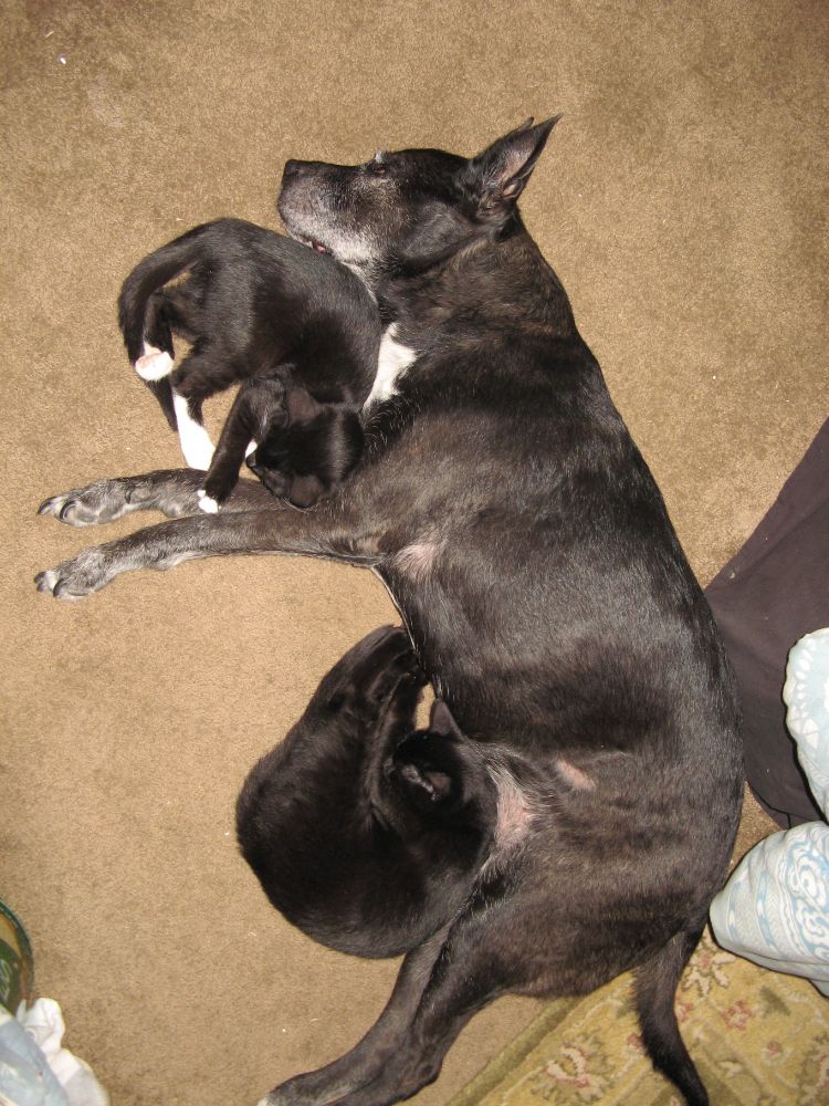 a black pitbull lays on her right side on a brown rug. a tuxie cat is curled up between her front paws and chest, and a black cat is curled up against her belly and back legs. all are sound asleep.