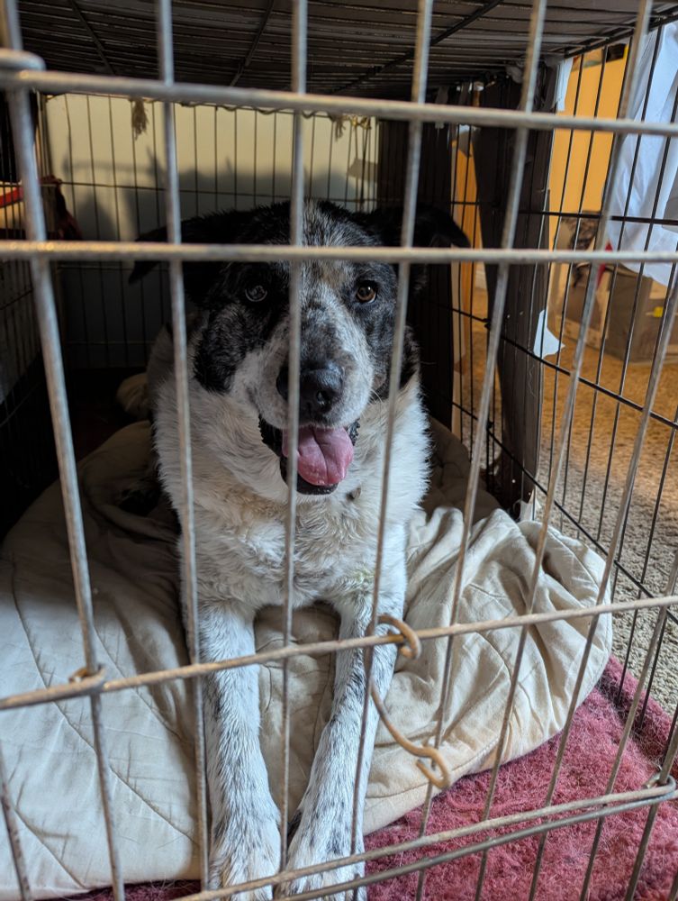 photo of jane, a large black and white dog who has been sentenced to puppy jail for a slight attitude adjustment. the criminal was completely unrepentant for launching her freshly laundered self into the depths of a murky pond and stubbornly refusing to cease depositing her collected muck on the couch.
