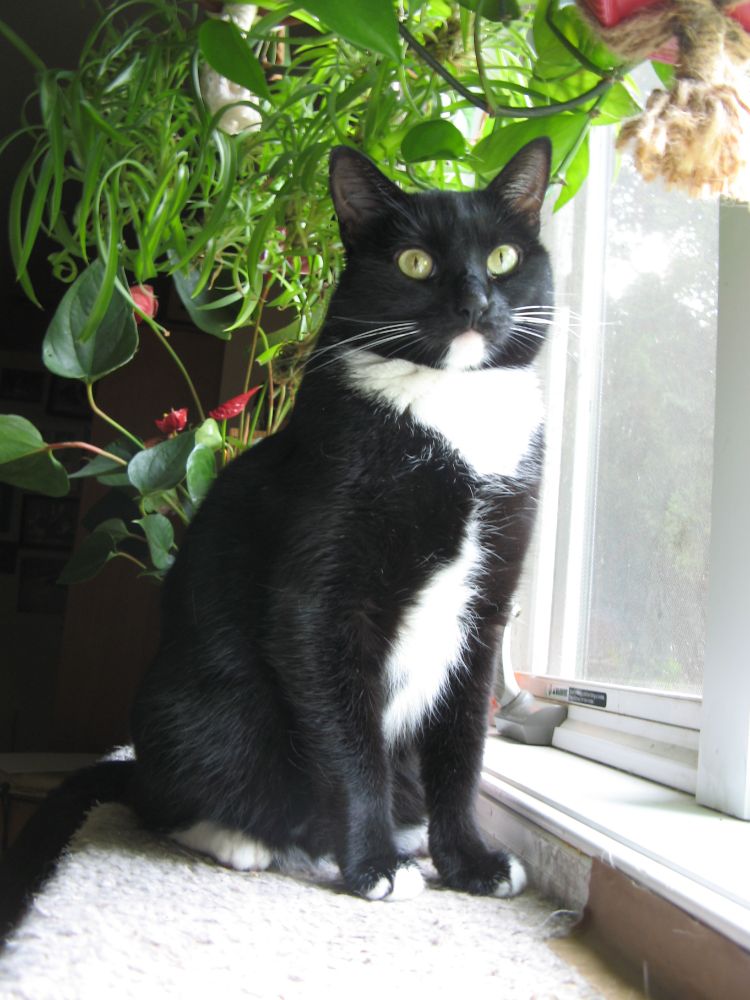 This is Daphnis - an adult tuxedo cat sitting on a window ledge in front of some green plants (antherium, and hanging pathos and solid spiders) staring off into space. she was named after an 8km wide rock that disrupts the tiny particles of the *A* ring that forms the 42km wide Keeler Gap of the planet Saturn. Daphnis uses it's tiny gravity to disrupt Saturn's mighty rings and make waves. Daphnis doesn't let being a tiny insignificant speck in a vast uncaring universe stop her.