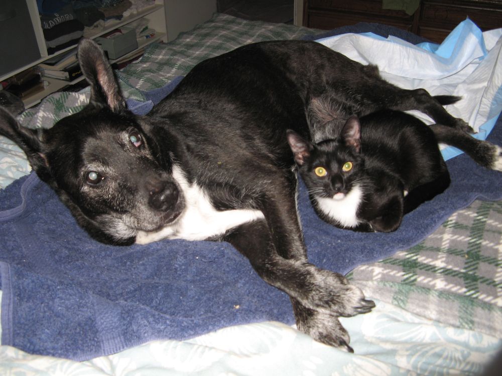 photo of Chai, a pibble mix, and Daphnis, a tuxedo kitteh snuggling close together. Daphnis absolutely adored Chai, who took on the role of nurturing her since she had been seperated from her actual mother at such a young age. i do not know how or why she had been seperated, all i know is i took Chai in to her doctor for a check up, and i left with two kittens . . .