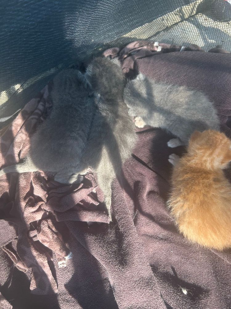 Three gray kittens and one orange kitten on a blanket in a little tent on a porch 