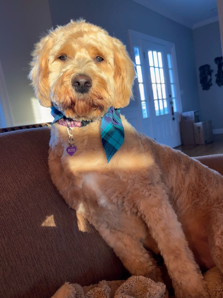 picture of my dog ruth bathed in the golden hour light 