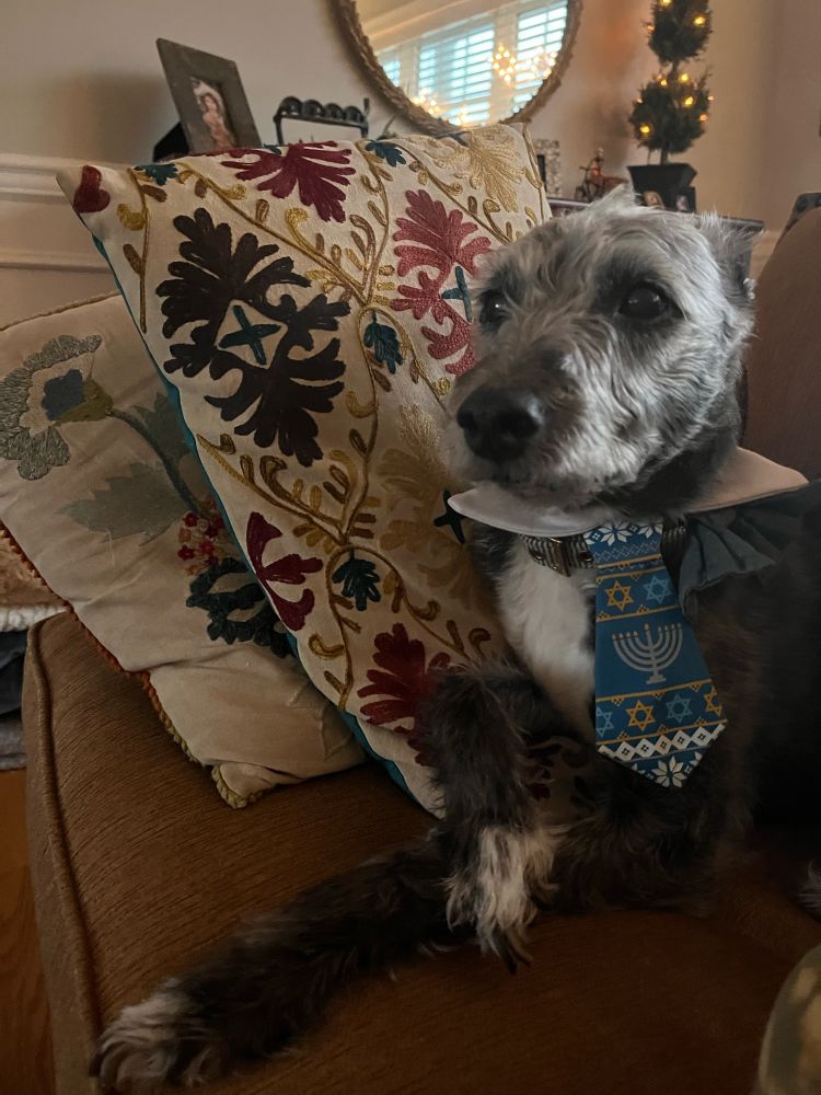 charlie on the couch with a menorah necktie and his front legs crossed like a little gentleman. underneath the tie is a blue bowtie because i was too lazy to take it off 