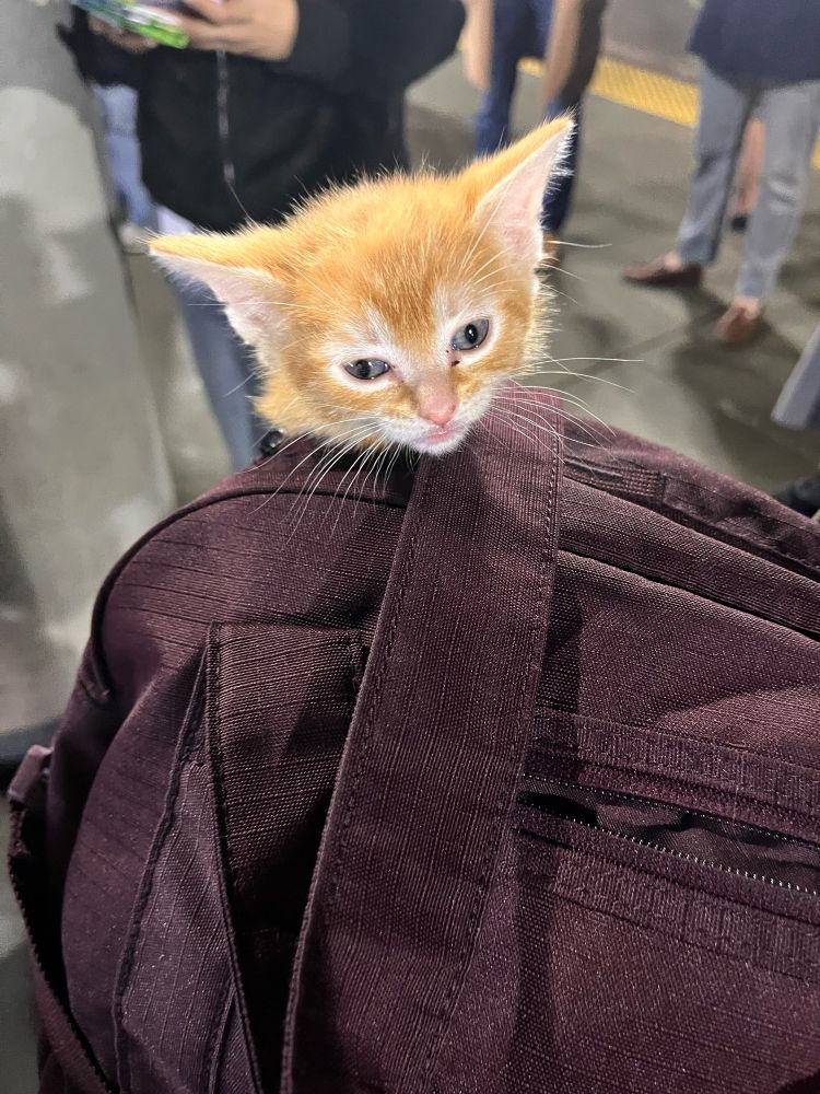 little tiny baby orange kitty head poking out of a duffel bag 