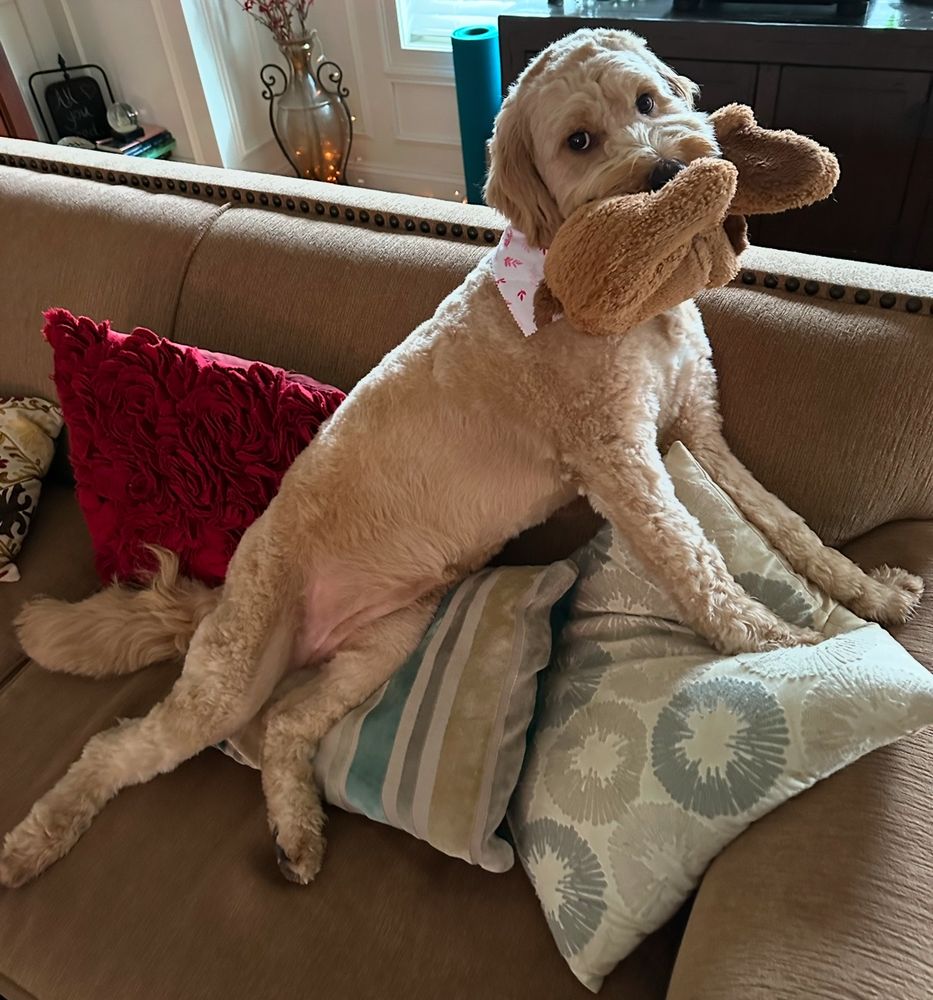 my goldendoodle ruth with a tiny puppy stuffed toy in her mouth. she’s splayed out on the couch with her front legs on the couch arm and her back legs basically straight. she looks like shes about to ask you to paint her like on of your french girls