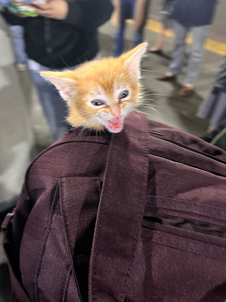 little tiny baby orange kitty head poking out of a duffel bag. the kitty is screaming like 🙀