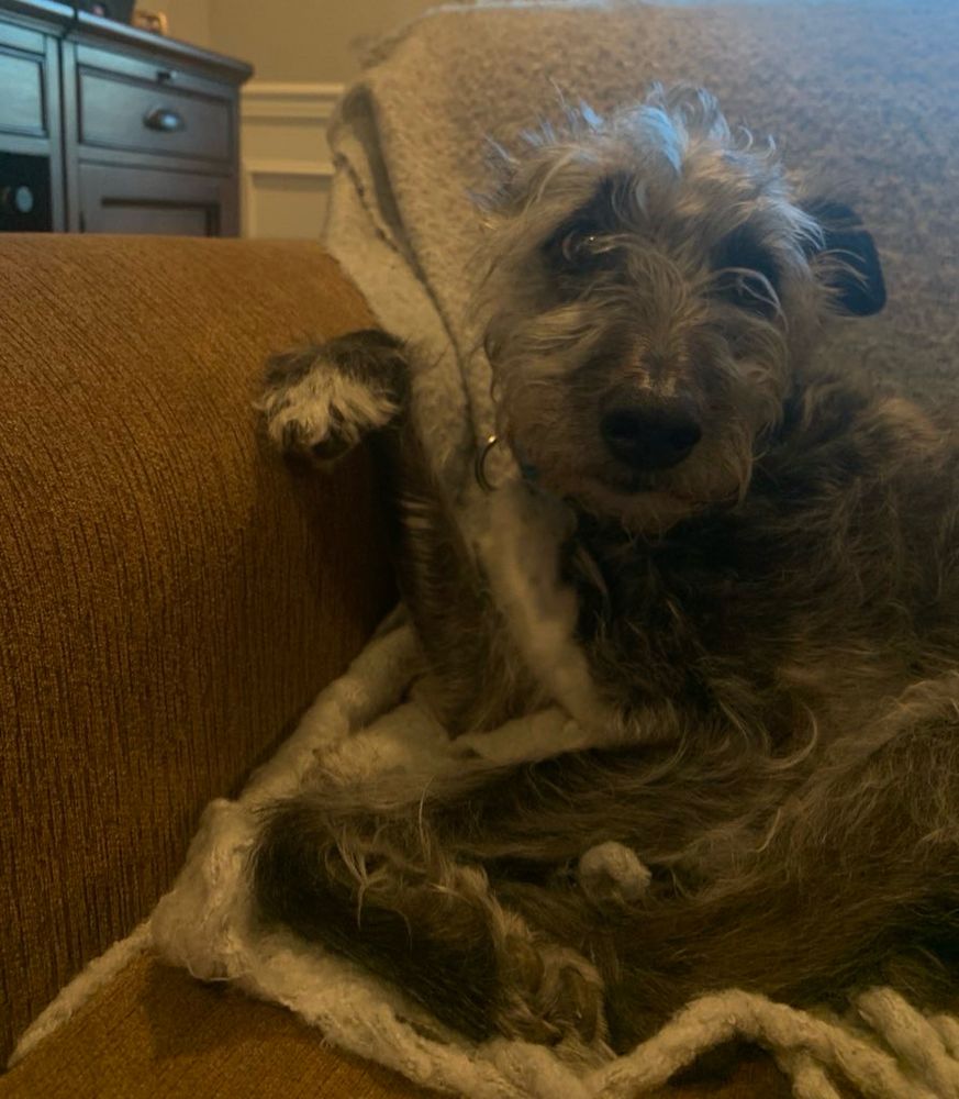 my old dog charlie looking off to the side - he’s leaning on the couch with his right paw up against the couch arm and limp like the little gay dog he was. he was a lurcher so he looks like a mini irish wolfhound but is actually a greyhound mixed with terrier.