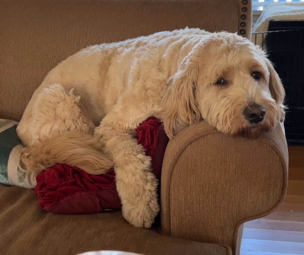 my goldendoodle ruth with her head on the arm ot a couch and her body on the decorative pillows of the couch. she’s staring at the camera all suspicious like 