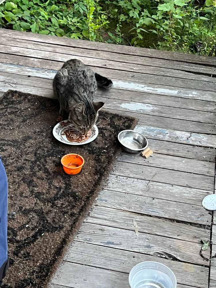 Our adopted feral cat peanut eating on our porch.  