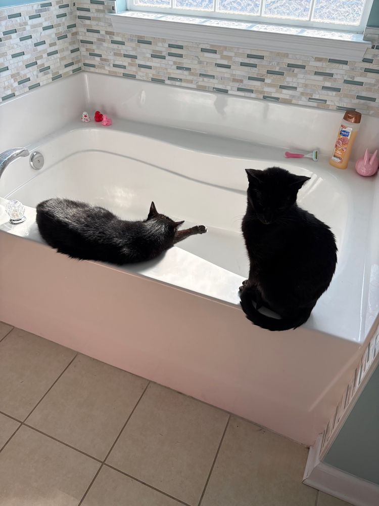 Two black cats on a bathtub 