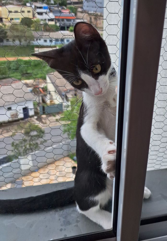 A photo of a still young tuxedo cat standing up on the outside of a window in an apartment, standing safe because the window is protected