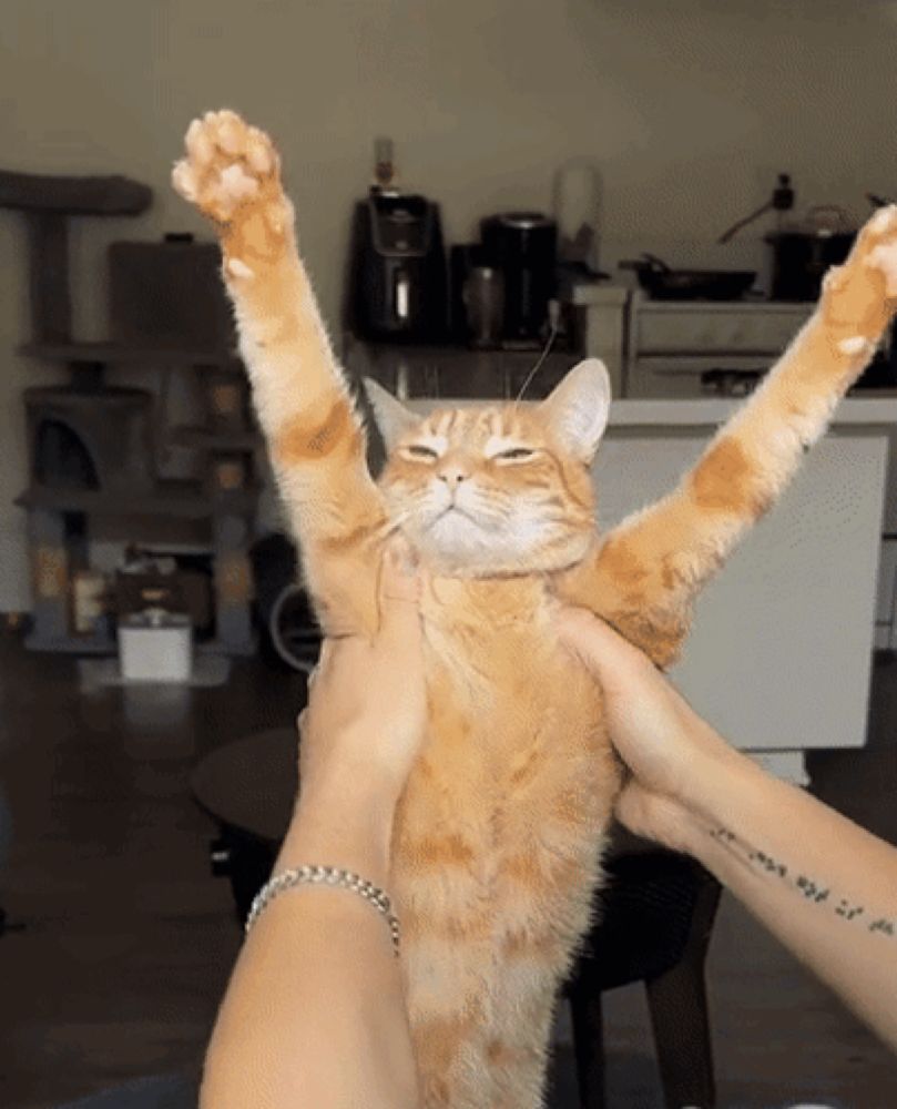 a person with a tattoo on their wrist holds a cat