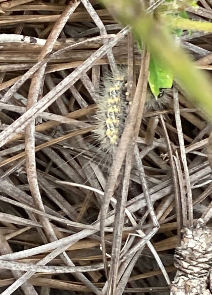 Fuzzy yellowish and black caterpillar hiding under a butterfly milkweed leaf, over pinestraw