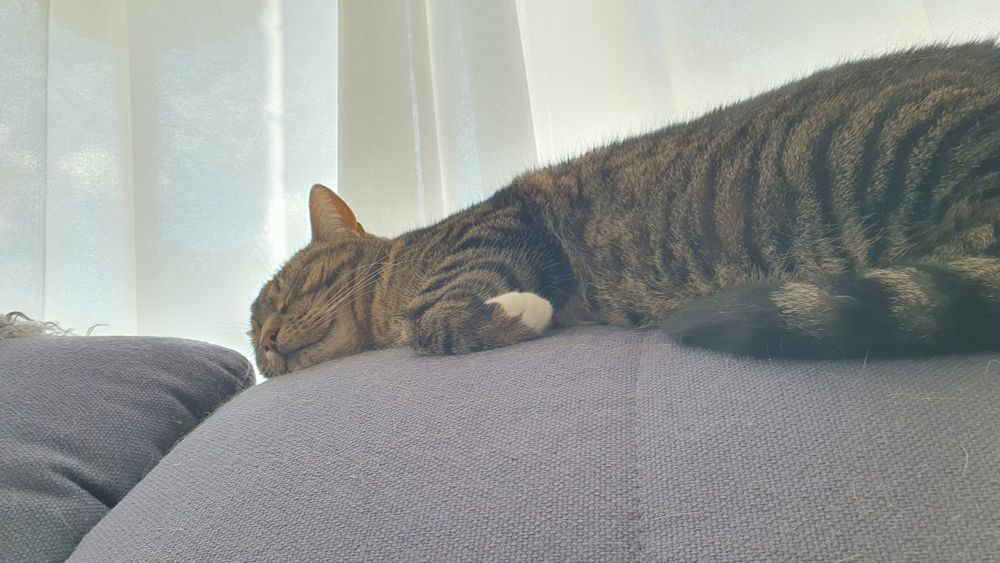 Kleine Katze schläft verträumt auf Couchlehne wie ein Ebenbild des Friedens und der Glückseligkeit 
