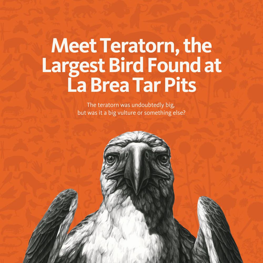  Photo of a Teratorn.