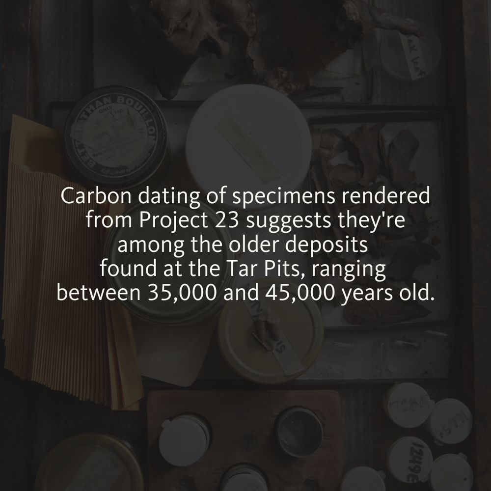 Text "Carbon dating of specimens rendered from Project 23 suggests they're among the older deposits found at the Tar Pits, ranging between 35,000 and 45,000 years old." on top of an image of fossils found at La Brea Tar Pits being stored on a tray.