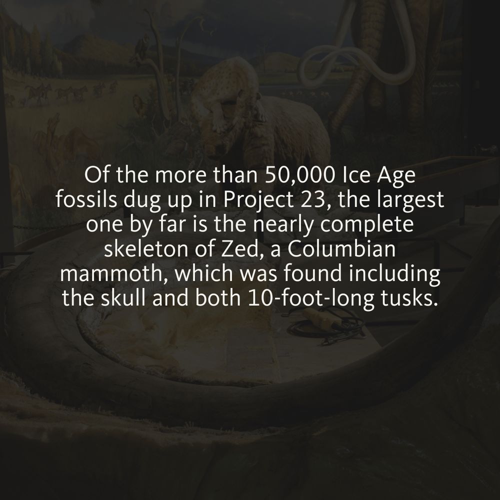 Text "Of the more than 50,000 Ice Age fossils dug up in Project 23, the largest one by far is the nearly complete skeleton of Zed, a Columbian mammoth, which was found, including the skull and both intact 10-foot-long tusks." on top of an image of Zed's tusks on display at the Tar Pits. 