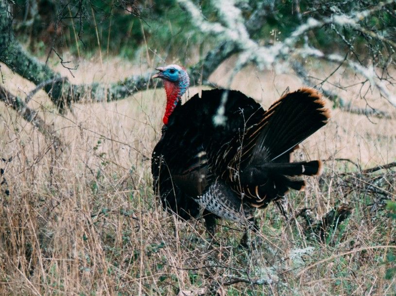 A photo of a wild turkey taken by iNaturalist user kylenessen.