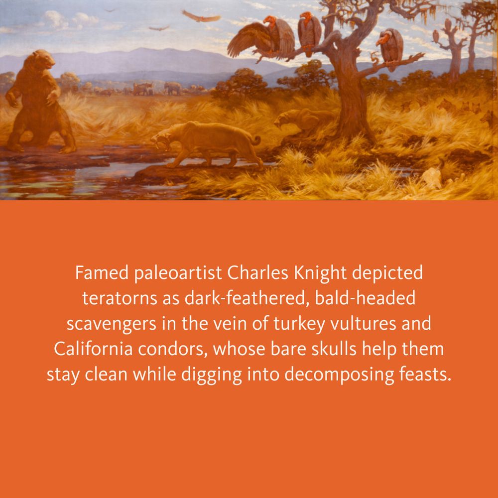 Right side of a larger Charles Knight mural from 1921. Overlooking a probable fight to the death amid a sticky asphalt pit, the three Teratorn perched in the tree are practically salivating. 
