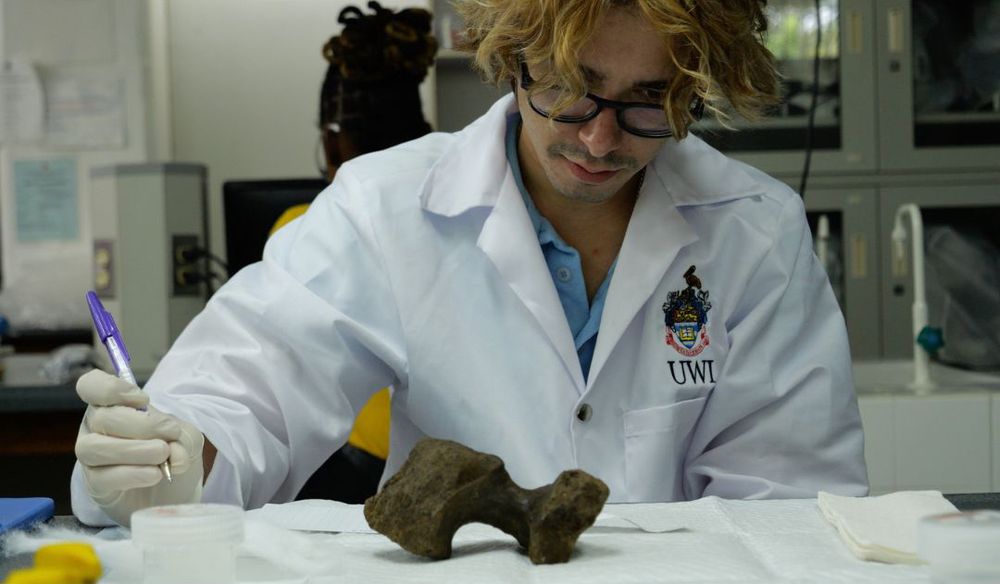 A Preparator examines a fossil up-close at UWI Zoology Museum in Trinidad.