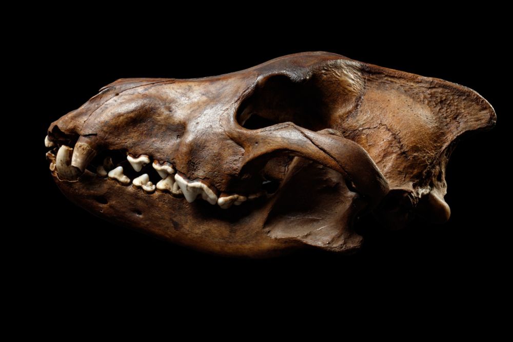 Close-up photograph of a dire wolf skull specimen from the La Brea Tar Pits & Museum Collections.