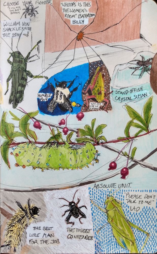 A sketchbook page full of insects and arachnids- grasshoppers, crickets, a bumblebee, a katydid(?), a daddy long legs, two different jumping spiders, a caterpillar and a cecropia moth caterpillar 