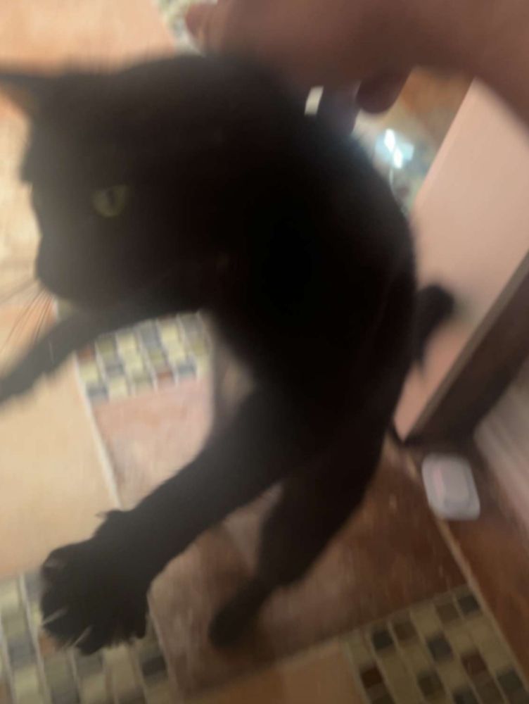 Alack cat standing on two feet jumping to lean into a human hand coming from off screen. She is poised in a way that makes her look somewhat like a hunching little goblin.