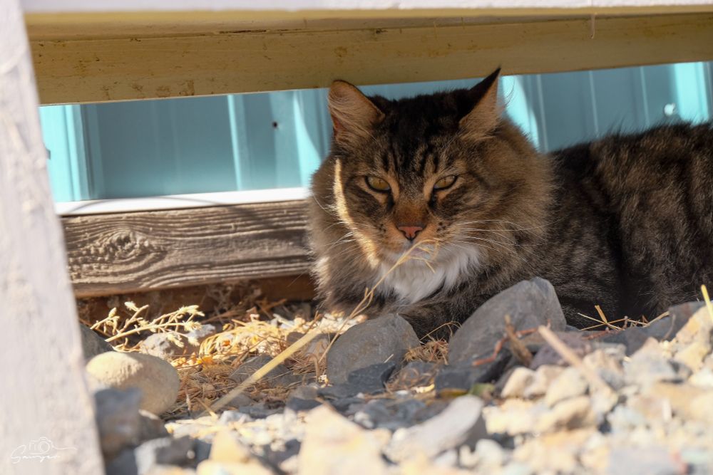 carl the cat!!!