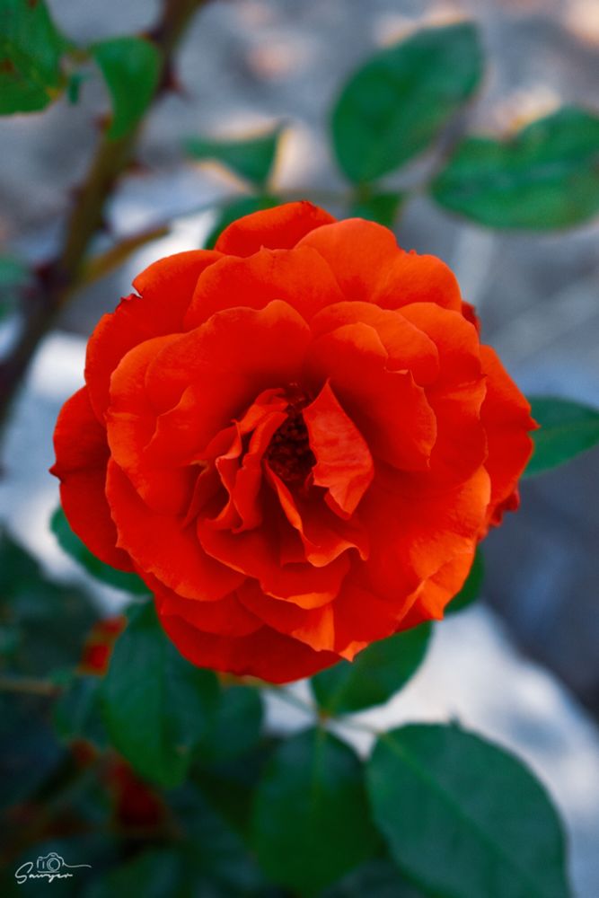 A color photo of a red rose. It has green petals & a grey concrete background.