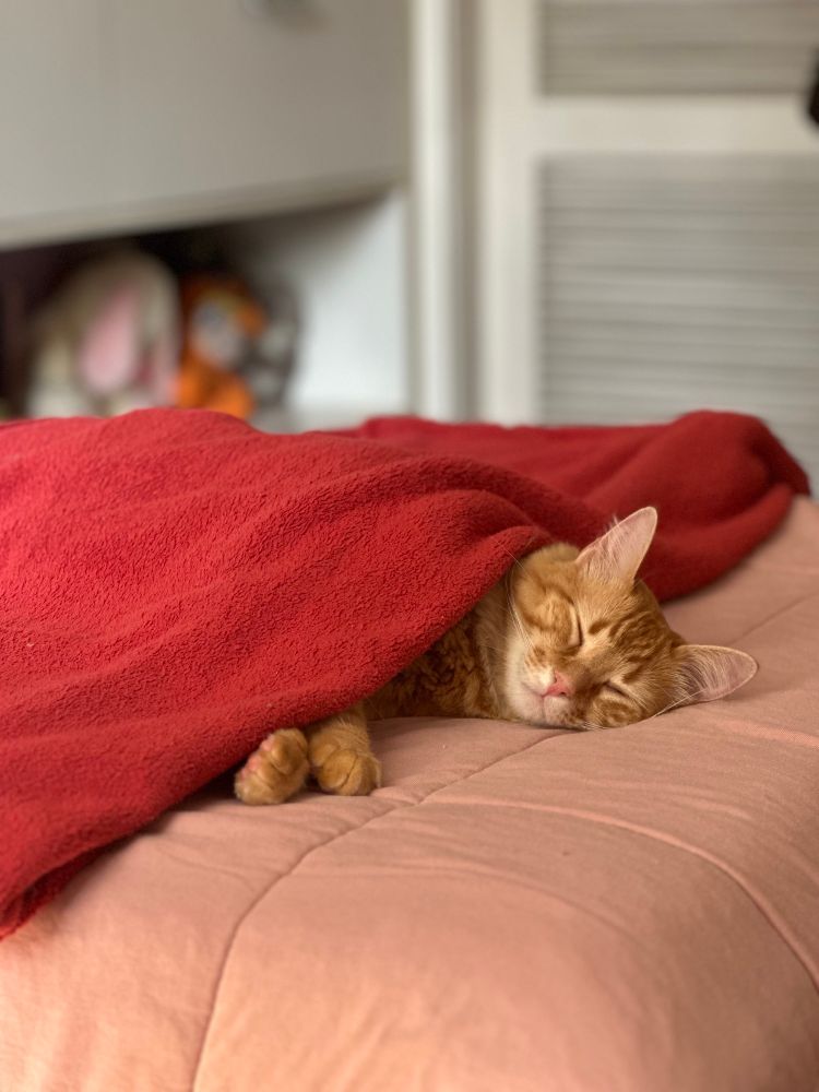 Gatinho laranja coberto por uma manta vermelha. O fundo da imagem se encontra desfocado e só é possível ver a cabeça e patinhas dianteiras do gato