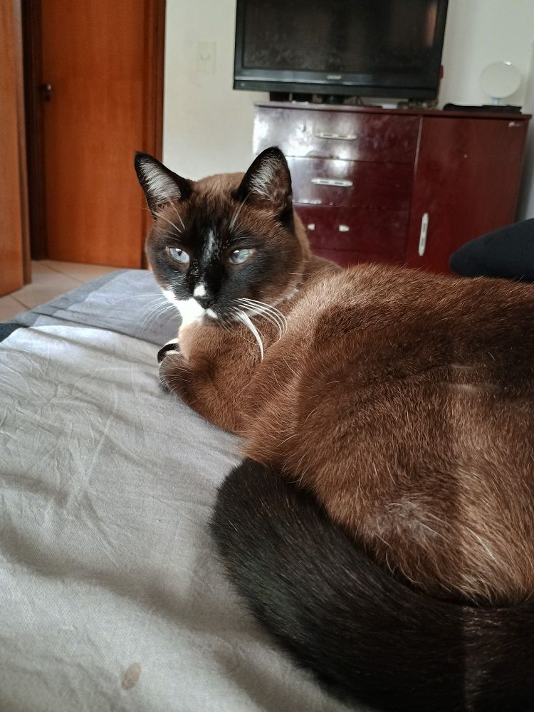 Gato marrom, olhos cor azul, levemente estrábico, deitado na cama confortavelmente.