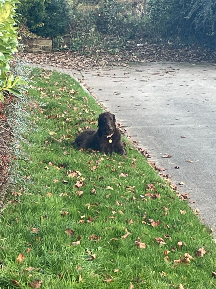 Large brown dog lying on grass verge refusing to walk 