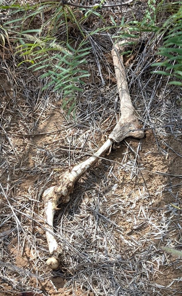 Image of a deer leg bone with some bleaching, all flesh stripped from the bone.